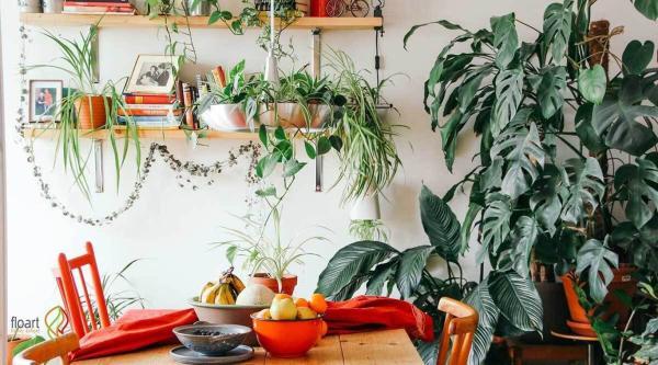 (اینفوگرافیک) برترین گیاهان آپارتمانی برای تصفیه هوای خانه را بشناسید